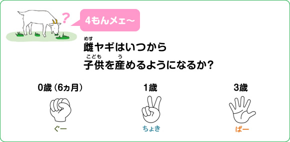 図版：ヤギクイズ 4もんメェ～:雌ヤギはいつから子供を産めるようになるか？