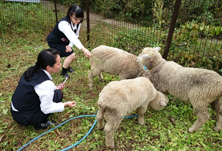 写真：那須ちふり湖カントリークラブ従業員の方がヒツジ除草を見学する様子