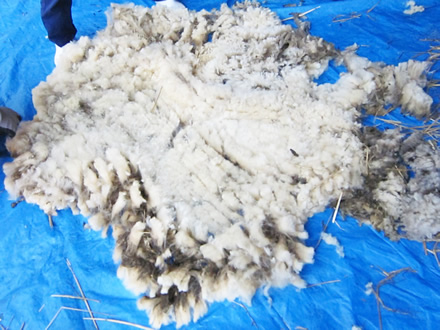 写真：上級者が刈ると毛が一枚のヒツジの形をした絨毯のようになります。