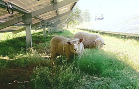 写真：ヒツジ除草開始時の様子