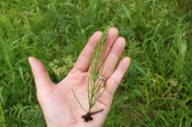 写真：植生調査