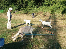 写真：繋牧方式による工事現場での除草