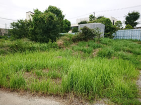 写真：除草対象地