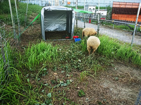 写真：短期間で集中的に除草！