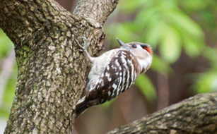 Japanese Pygmy Woodpecker