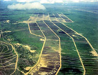 第61回　カプンガライス・プロジェクト タンザニアの鹿島