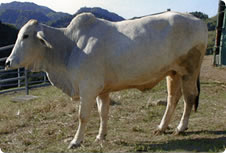 白牛は70数頭まで増えたが明治中期の伝染病で多くが死んでしまい、途絶えてしまう。現在国内にいる白牛は、アメリカのゼブー種を輸入した嶺岡牧場の8頭だけ（写真・酪農のさと）