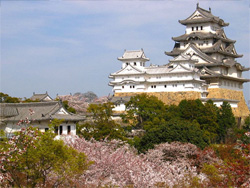 姫路城西の丸化粧櫓と姫路城大天守の桜の風景