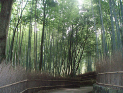 トロッコ嵐山駅の上には、嵯峨野の竹林が広がる