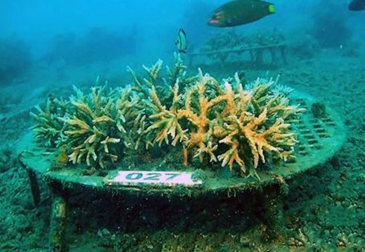 サンゴ礁再生技術プロジェクト「InCORE」の成果 | プレスリリース