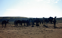 写真：休憩中のラクダの群れ