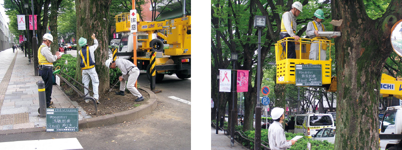 図版：ケヤキの状況の調査，診断作業風景