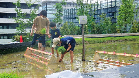 図版：5月「水田」での田植え