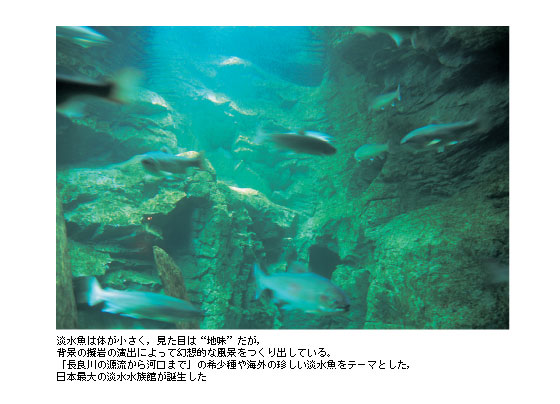 淡水魚は体が小さく，見た目は“地味”だが，背景の擬岩の演出によって幻想的な風景をつくり出している。「長良川の源流から河口まで」の希少種や海外の珍しい淡水魚をテーマとした，日本最大の淡水水族館が誕生した