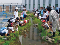 図版：屋上に設置された溜池と水田