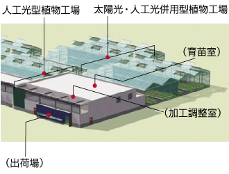 図：甘草の生産工場（イメージ）