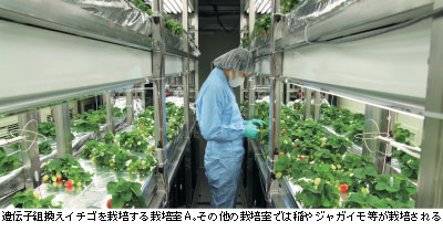 遺伝子組換えイチゴを栽培する栽培室A。その他の栽培室では稲やジャガイモ等が栽培される