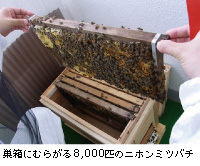 ɂނ炪8,000C̃jz~co`