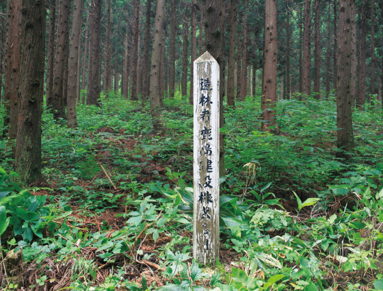 “樹は再生できる資源である”
