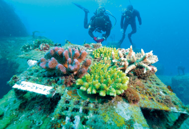 図版：那覇港での耐久型を使用した再生状況（2017年）。5年間で多様なサンゴ群集が自然再生した