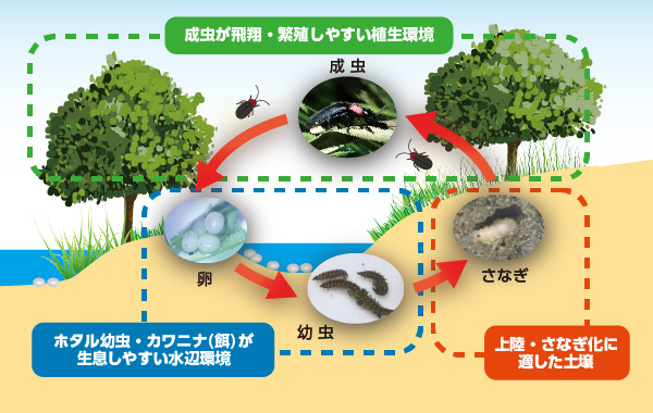 図版：ホタルの生活史と生息環境