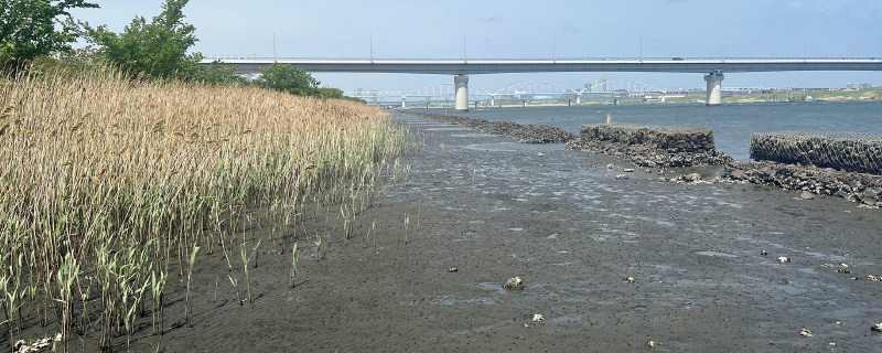図版：ヨシ原が広がる約500mにおよぶ江戸川放水路のトビハゼ人工干潟。土壌の穴はカニの棲み処