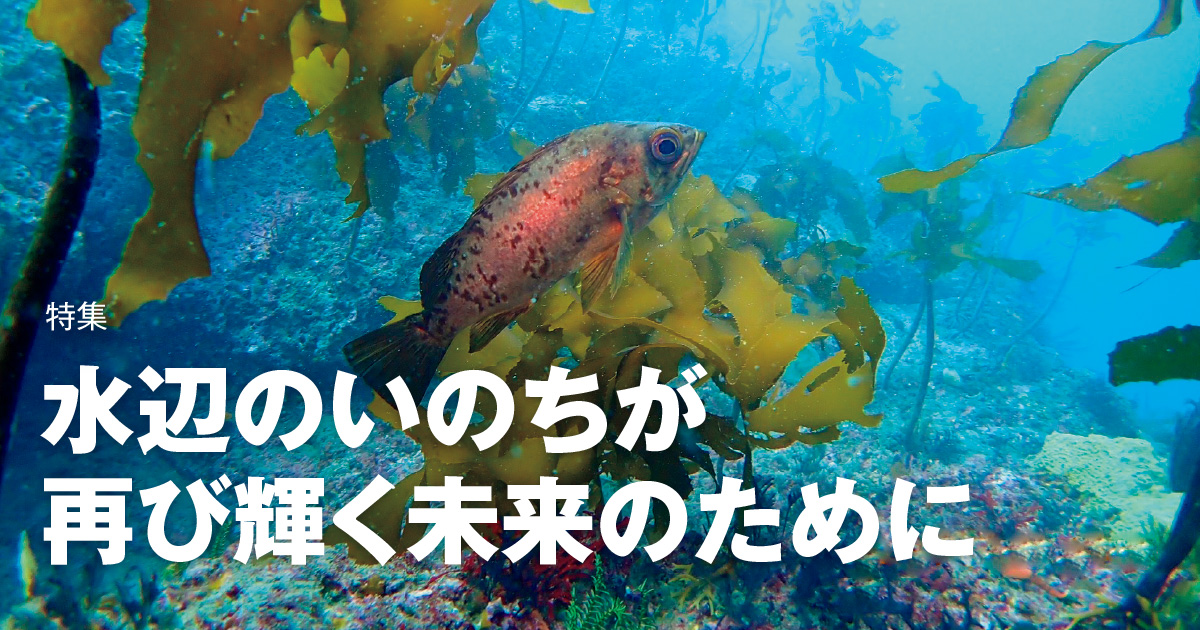 June 2023：特集 水辺のいのちが再び輝く未来のために | KAJIMA
