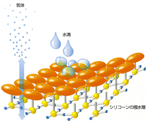 �V���R�[���̝����w