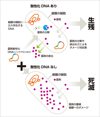 図：多剤耐性菌の“出現”の仕組み（耐性化DNAが伝播するケース）