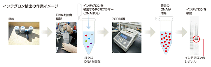 図：インテグロン検出の作業イメージ