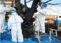 写真：桜の除染作業。様々な除染方法を試験している