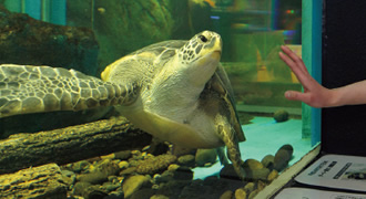 写真：震災を乗り越えて救出されたアオウミガメのカメ吉は，隣県の水族館で避難生活中