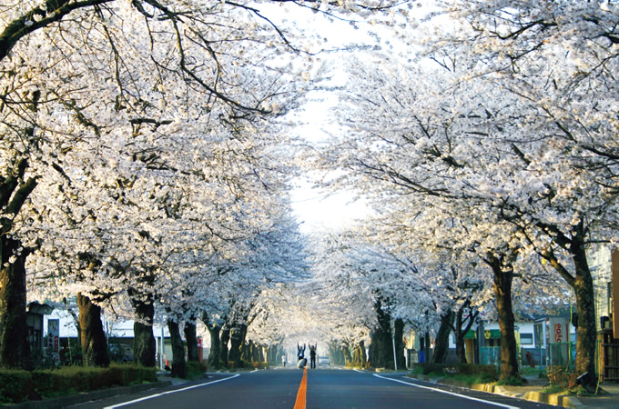 東北の春2016　第1回：桜の名所，富岡町・夜の森 （地元企業「アド・プロ広芸社」大和田勲さん撮影）