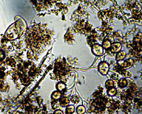 �D�C��������