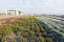 写真：屋上緑化にはエバークールガーデンを採用