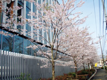 写真：品川通り沿いに新しく整備した桜並木