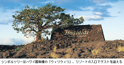 シンボルツリーはハワイ固有種の「ウィリウィリ」。リゾートの入口でゲストを迎える