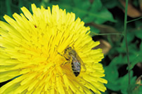 写真：ミツバチは植物の受粉を促す