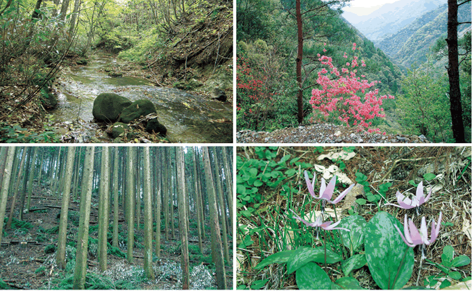写真：社有林の様々な景色