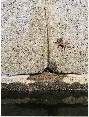 実験中のカニの様子