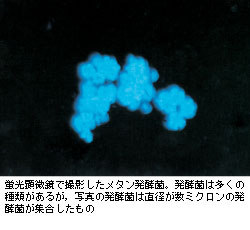 蛍光顕微鏡で撮影したメタン発酵菌。発酵菌は多くの種類があるが，写真の発酵菌は直径が数ミクロンの発酵菌が集合したもの