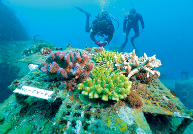 サンゴをスピード再生する技術