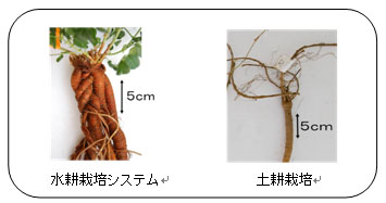 鹿島 プレスリリース 遺伝資源の国内確保 供給に向けて 日本で初めて薬用植物 甘草 カンゾウ の水耕栽培システム開発に成功