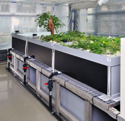 鹿島 プレスリリース 遺伝資源の国内確保 供給に向けて 日本で初めて薬用植物 甘草 カンゾウ の水耕栽培システム開発に成功