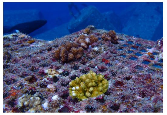 鹿島 プレスリリース サンゴの人工基盤と生息環境評価技術を開発 現地試験により再生効果を確認