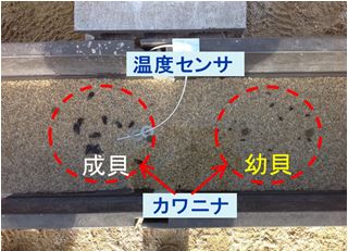 カワニナの成長量を実測