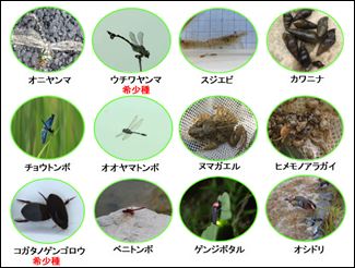 エコアくまもとで確認された主な生き物