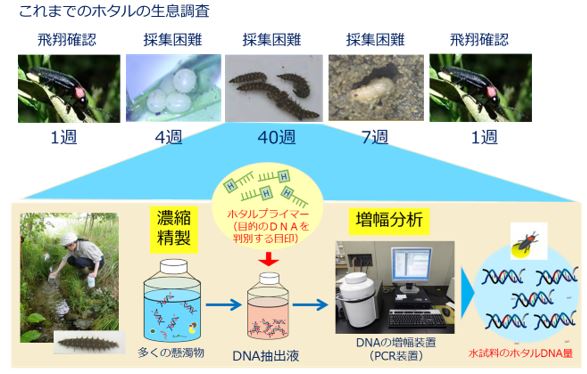 環境DNA技術を用いたホタルの調査手法