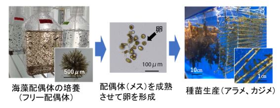 フリー配偶体技術を用いた種苗生産の流れ