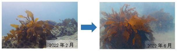 人工漁礁で生育するアラメ